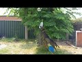 Morty the kelpie/ blue heeler X