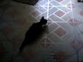 kitty sync