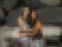 Presentazione scimmiette_0001.wmv