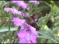 Hummingbird Clearwing Moth