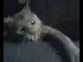 Kitty Puppet Show Kitty Puppet Show