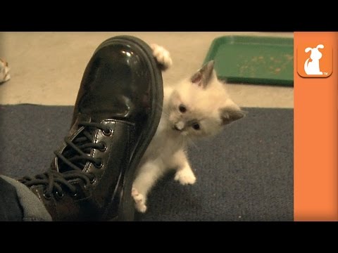 Curious Siamese Kittens Wrestle Under My Shoe - Kitten Love