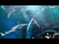 Video ansehen