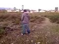 Rex Peeing Rex Peeing