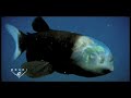 Ryba s transparentní hlavou - video
