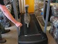 Treadmill Cat Treadmill Cat
