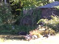Goose Family @ Silver Mine lake, New York