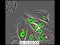 Video of entosis Video of entosis