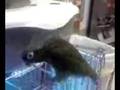 videos de Swoozie