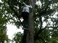 videos de Sarah in the tree