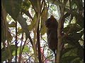 Tarsier, Philippines\