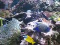 Large Marine Aquarium