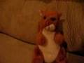 Squirrelly McNuts Intro