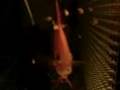 GDAHER DISCUS RED WHITE X RED MALBORO BREEDING