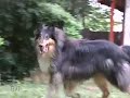 \"Dog Tales\" episode D-116 promo \"Dog Tales\" episode D-116 promo