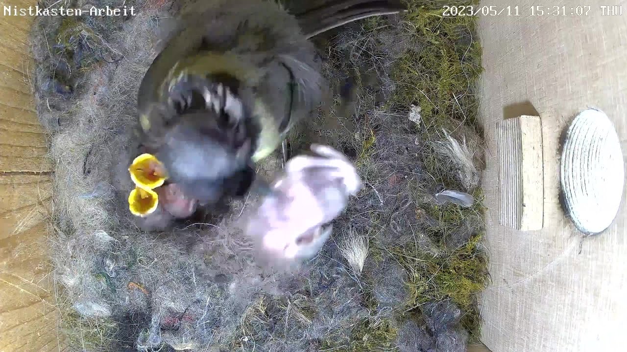 Zwei tote Küken werden aus dem Nest entfernt | Tag 6 | 11.05.2023