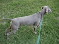 A Weimaraner Life A Weimaraner Life
