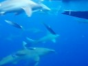 Oahu Hawaii Shark Diving