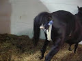 Bambi Foaling