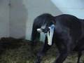 Bambi Foaling