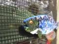 The Fish Man