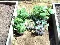Home Garden : Part 4 - Fencing + Soil & Plants