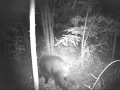Wild boar, August 13th, h 23:58