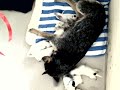 06.11.http://www.australiandog.at