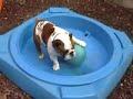Chester playing with his jolly ball