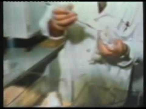 Vedi il video