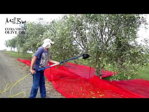 how to cure olives nz