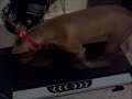 Keiko on her treadmill Keiko on her treadmill