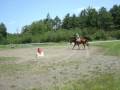 videos de socks 11