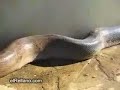 Que vivora mas grande