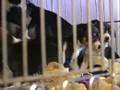 Indiana-Puppy-Mill-1