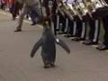 King penguin receives Norwegian knighthood