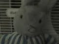 Bunny\