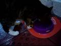 Weird cat singing noise