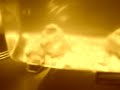 Triops tug a war Triops tug a war
