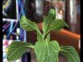 videos de Salvia (BBC Inside-Out)