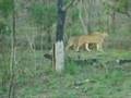 6 leeuwen in Krugerpark deel 2 