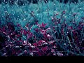 Nujabes - The Final View