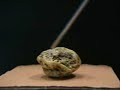Peach pit fossil, very old