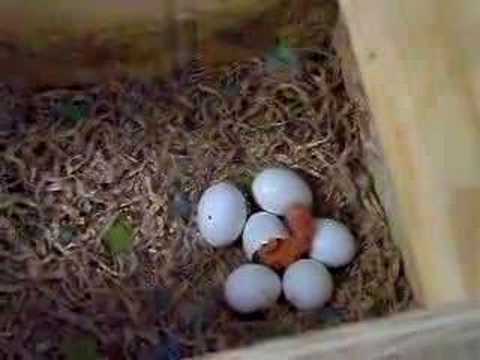 how to hatch love birds eggs