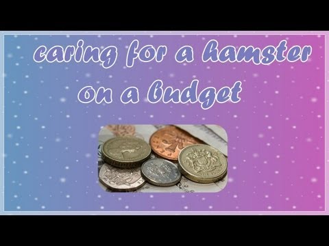 how to budget for pets