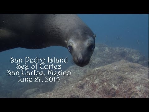Sea Lions @ San Pedro Island, San Carlos, Mexico