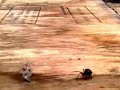Click here to watch this video Black Widow SPIDER
