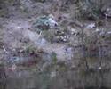 Boomklever (Sitta Europaea)