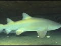 Grey Nurse Sharks Maroubra 2006