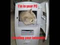 funny cat slide show